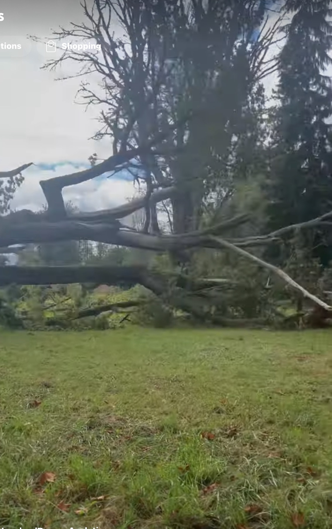 Silvercreek ,Wa. 90 foot Hazard Maple Tree Removal